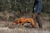 VIZSLA poil court 091